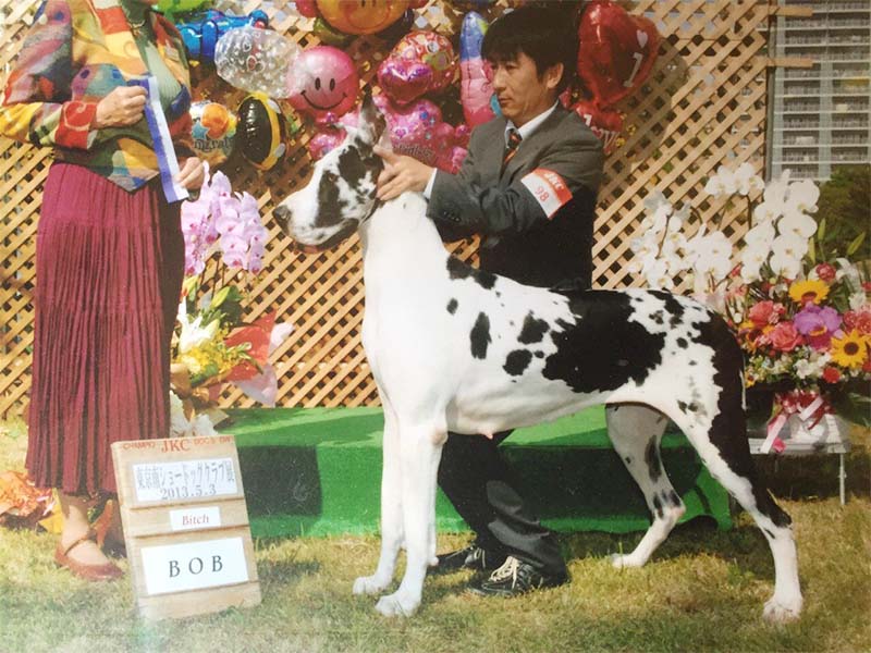 チャンピオン犬